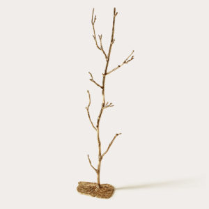The Branch
